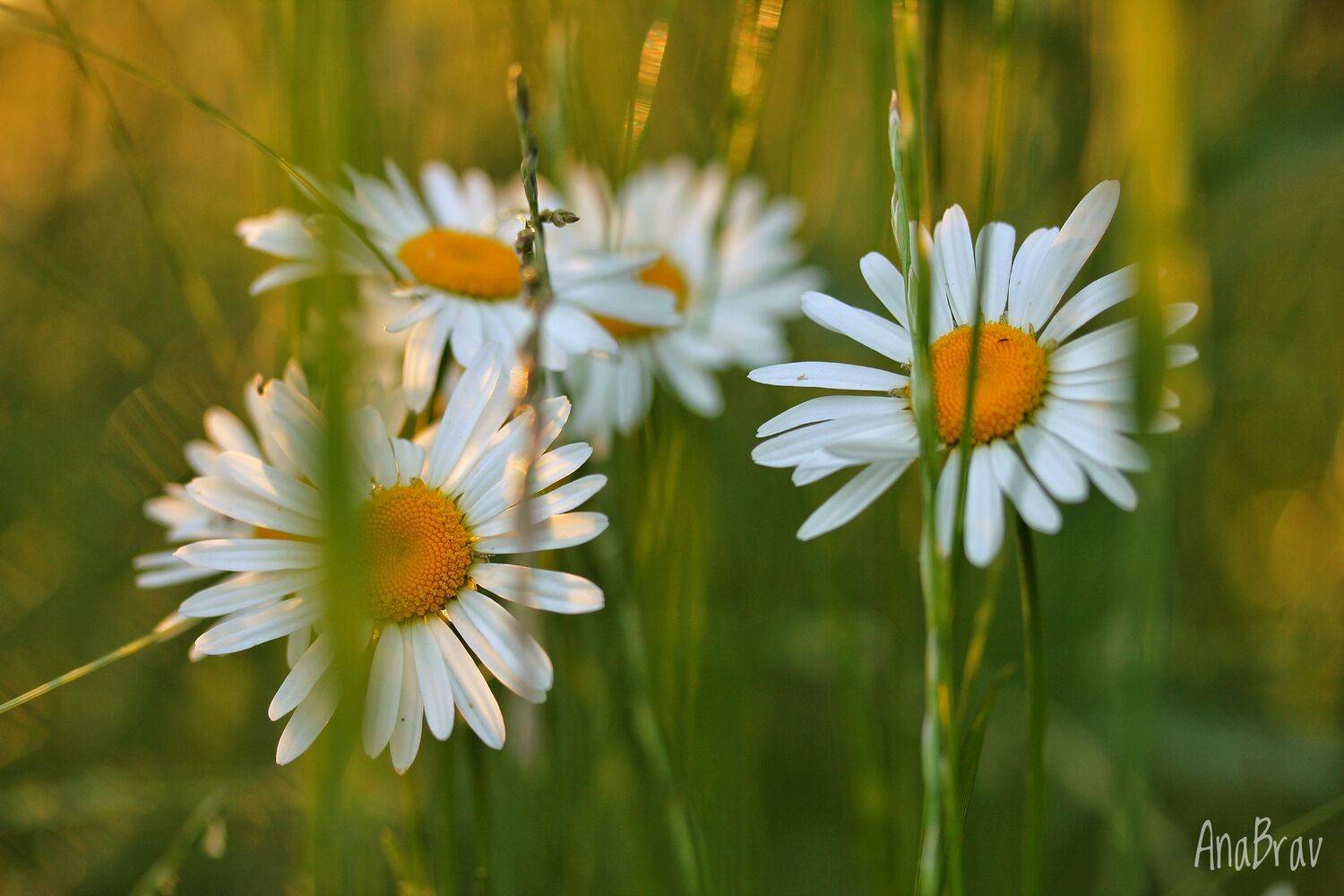 , Бравичева Анастасия