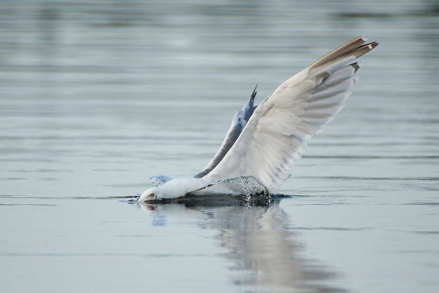 #bird #wildlife #nature #birdphotography, Александр Семенов