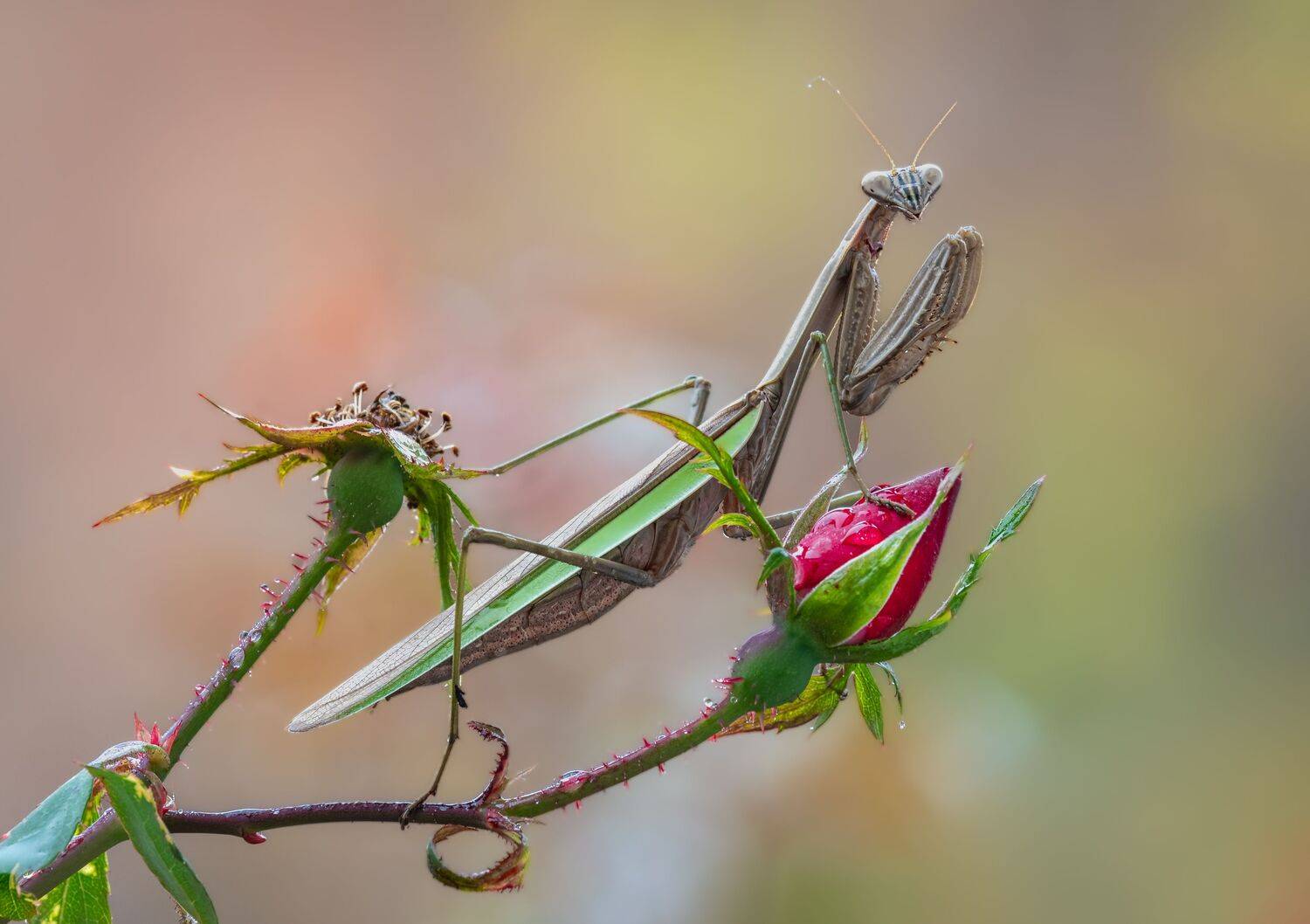 insect, mantis, praying mantis, bug, bugs, leaf, grass, macro, spring, love, rose, flower, floral, Atul Saluja