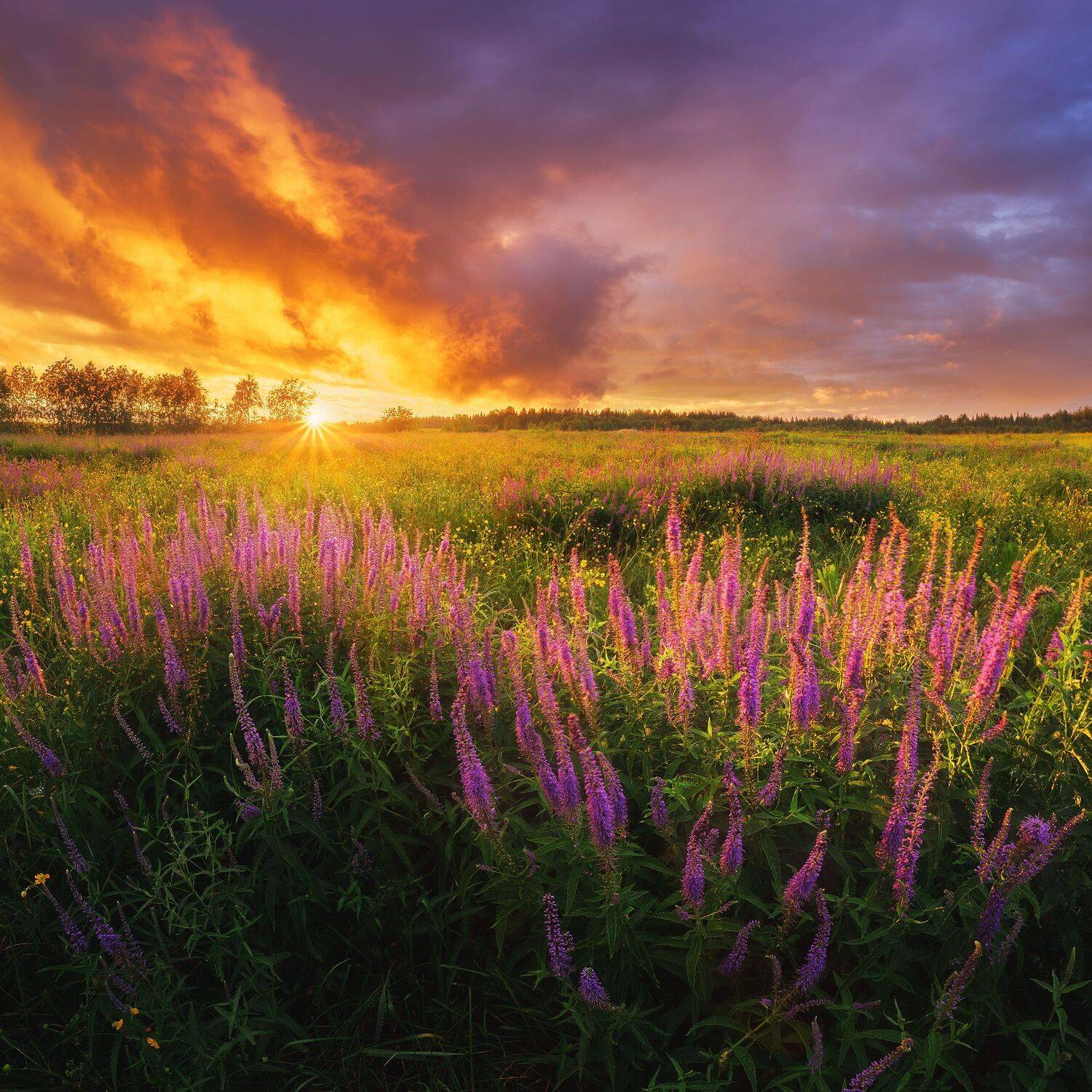 пейзаж, закат, облака, небо, цветы, шалфей, landscape, blooming, flower, sunset, sky, Иван Чаланов