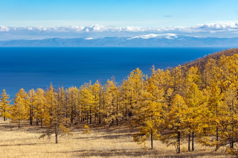 байкал, тажеранская степь, тажераны, золотая осень, лиственницы  фото превью