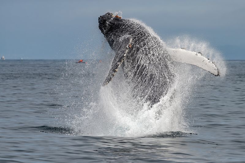 Твистер фото превью