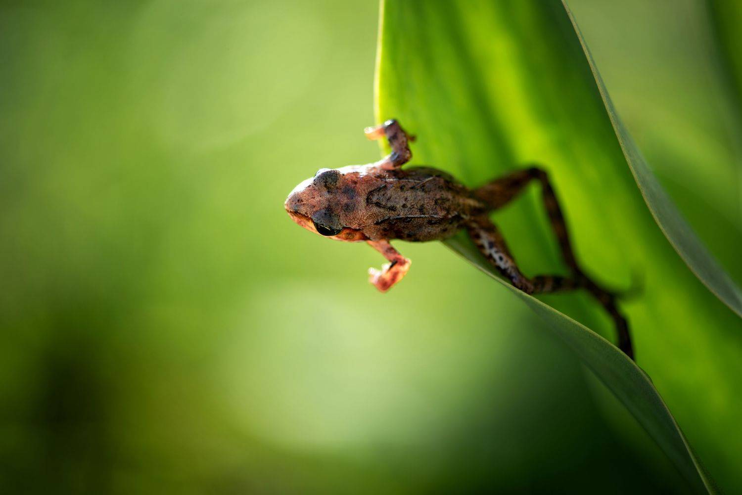 , Анастасия Думинская