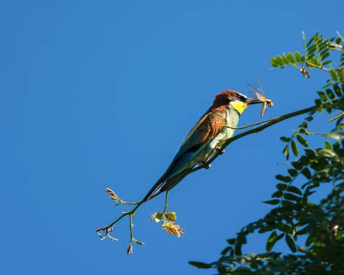 Ещё раз про щурку