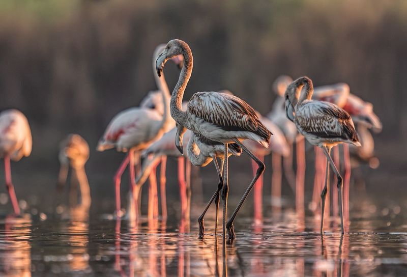 Flaming różowy (Phoenicopterus roseus) фото превью