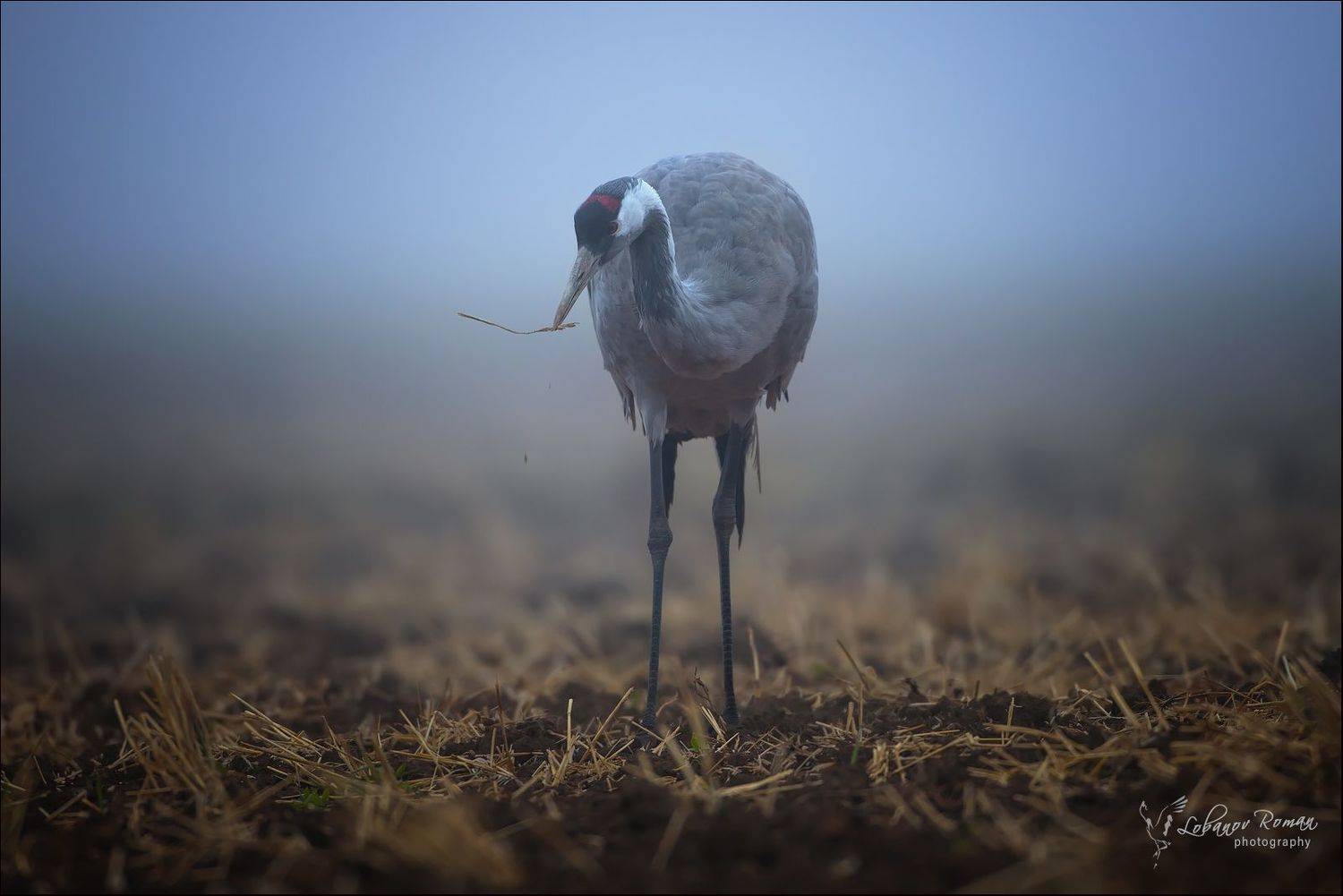 , Лобанов Роман