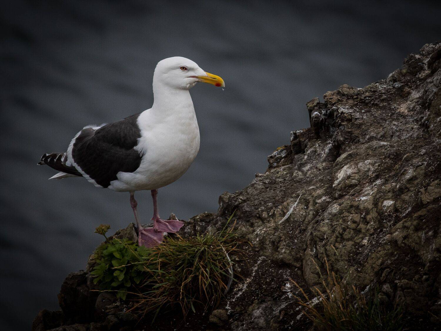, Бравичева Анастасия