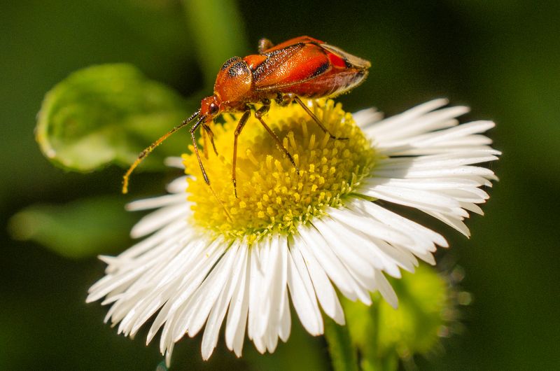 макро, насекомое, природа, жук, крылья, ромашка, цветок, лепестки  фото превью