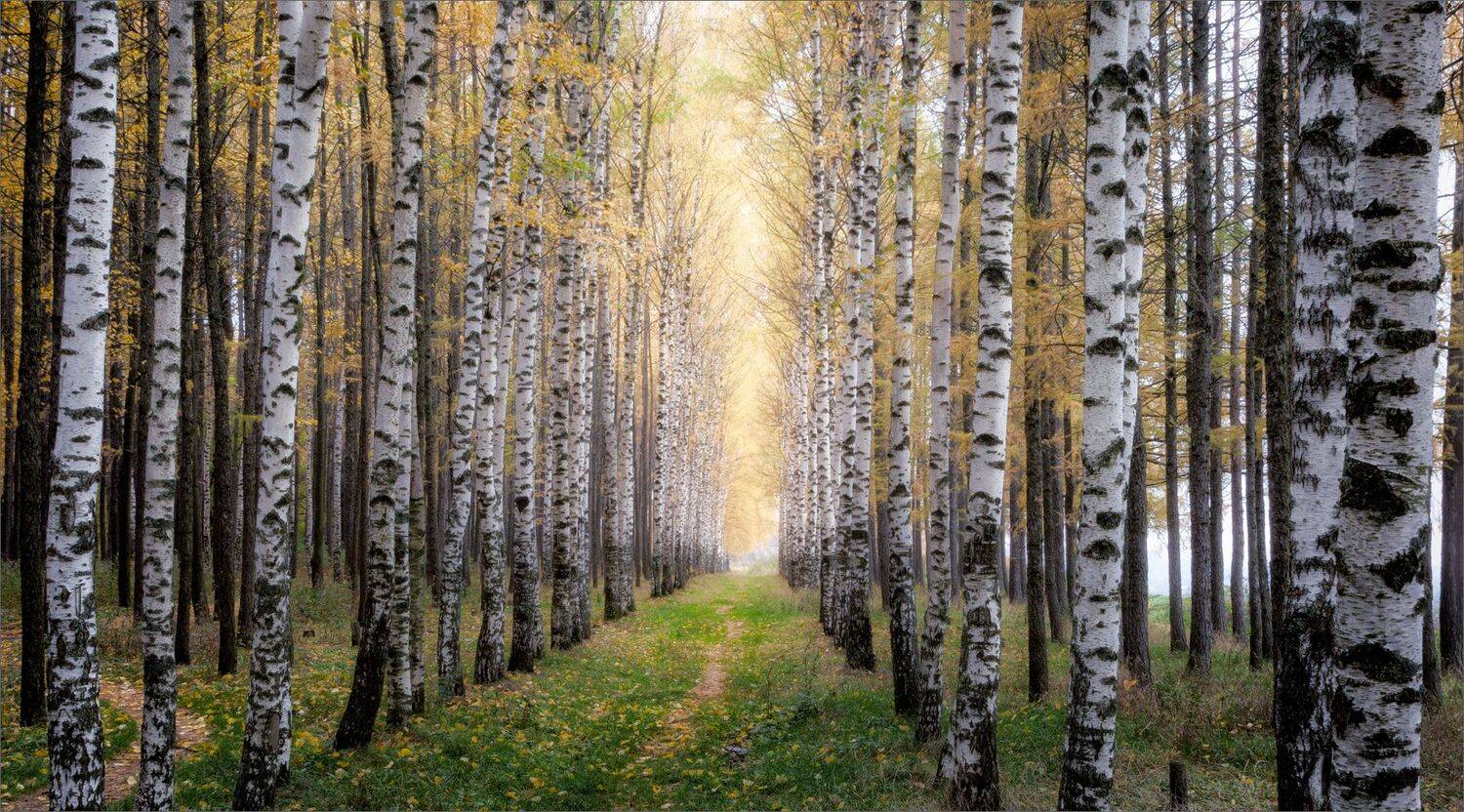 пейзаж, осень, берёза, тропинка, свет, цвет, александр никитинский, Никитинский Александр