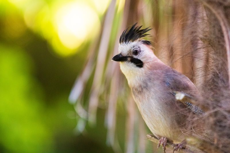 #bird #birdphotography #animallovers #naturelovers #natureworld_photography #planetbirds #planetearth #real #fauna #jay Сойка фото превью