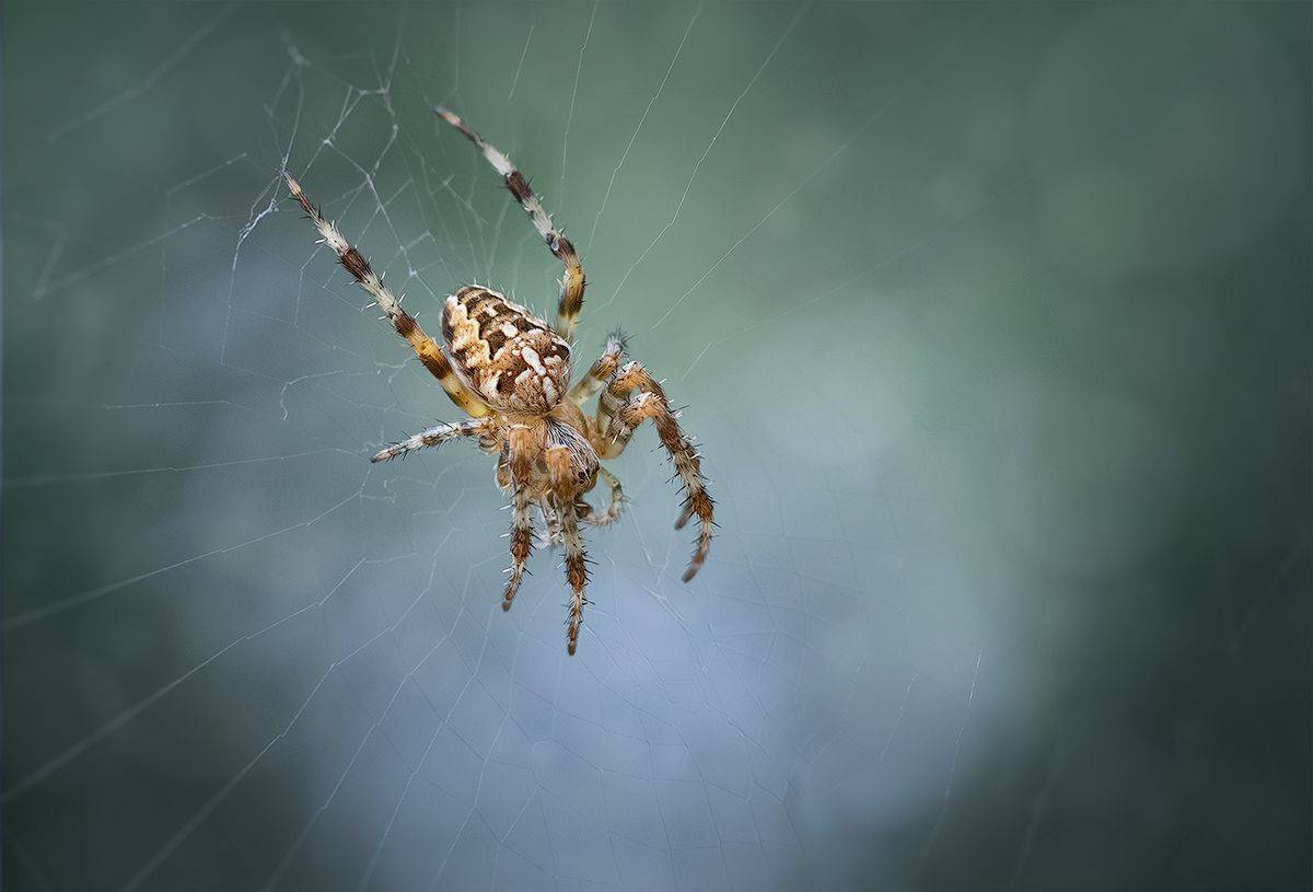 макро, паук, макрофотография, macro, Хилько Марина