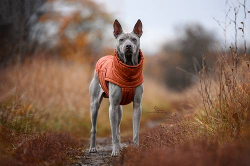 Тайский Риджбек