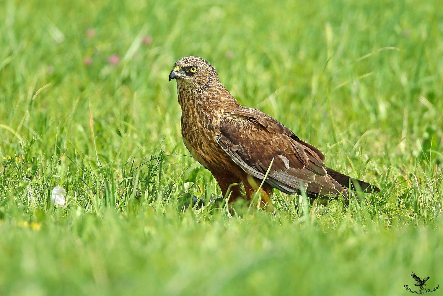 , Александр Гусар