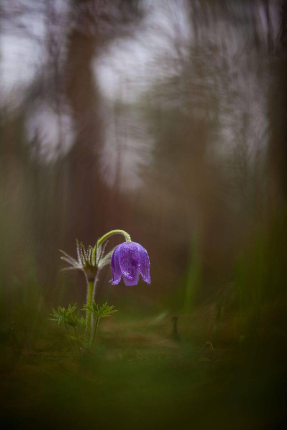 , Викулов Николай