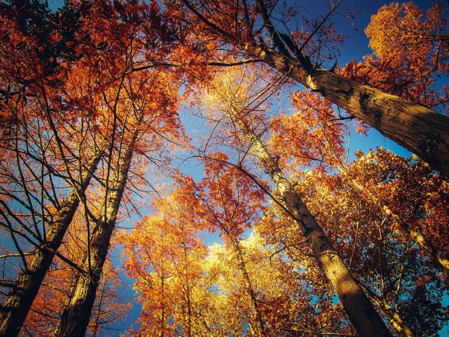 红叶蓝天, 吴 微雨墨烟鸿