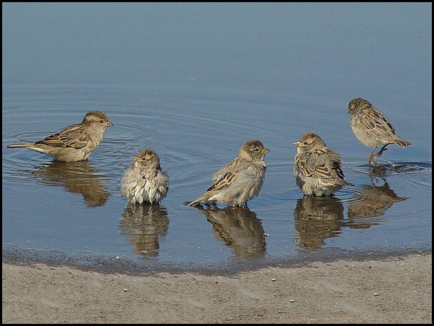 , Меднов Влад