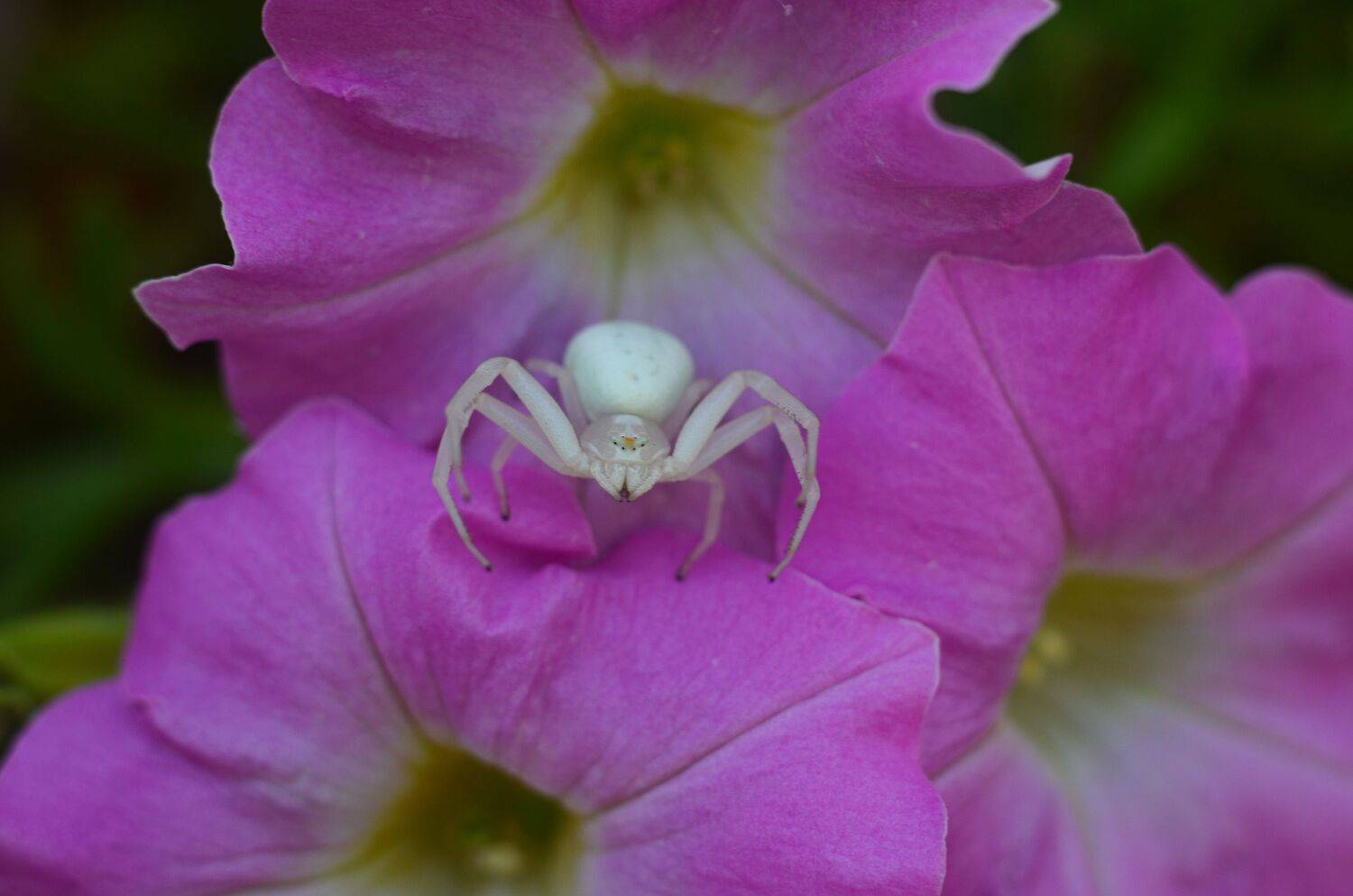 паук, мизумена, макро, природа,цветы, растения, Shadow Anna