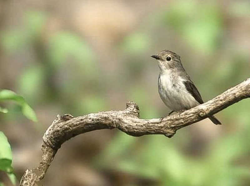 Ultramarine Flycatcher - Female фото превью