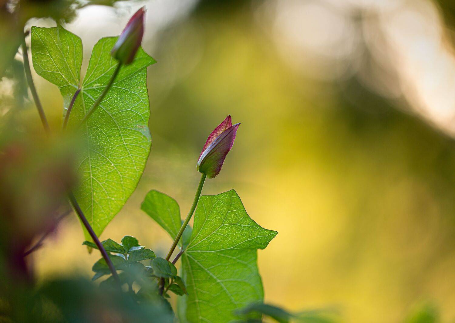 , Зеленько Дмитрий