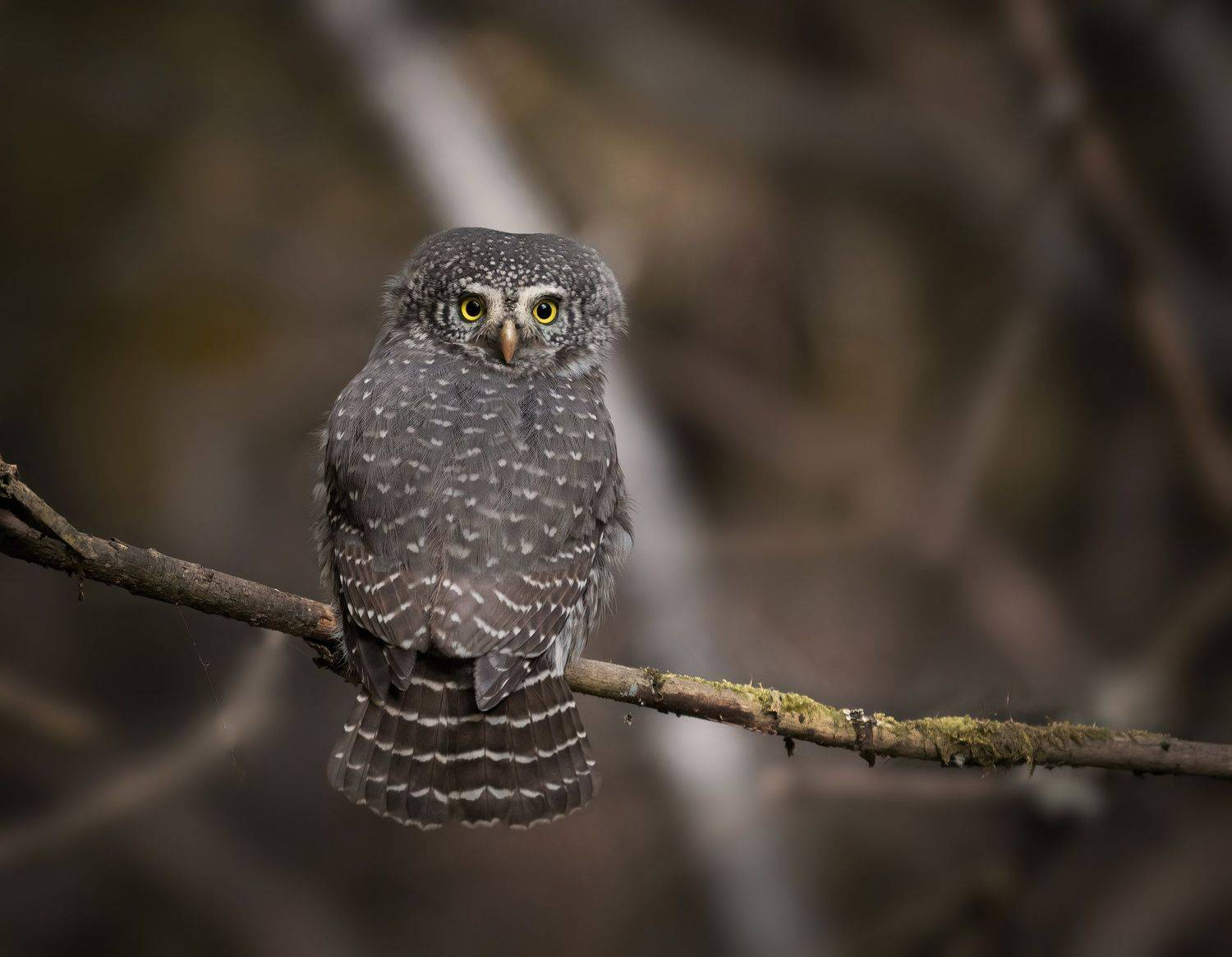 воробьиный сыч, сыч-воробей, сова, Юрий Андреев