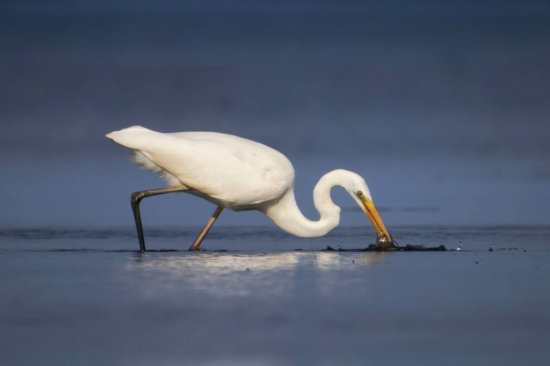 цапля,большая белая цапля,серая цапля,egret,heron,great egret,common egret,white egret,Ardea alba,grey heron,Ardea cinerea, Рыбный день фото превью