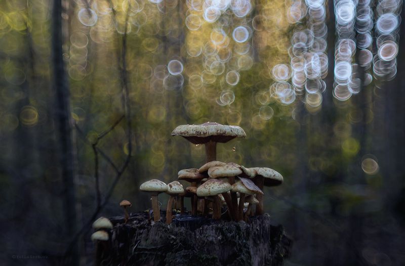 опята, грибы, макро, macro Многодетный фото превью