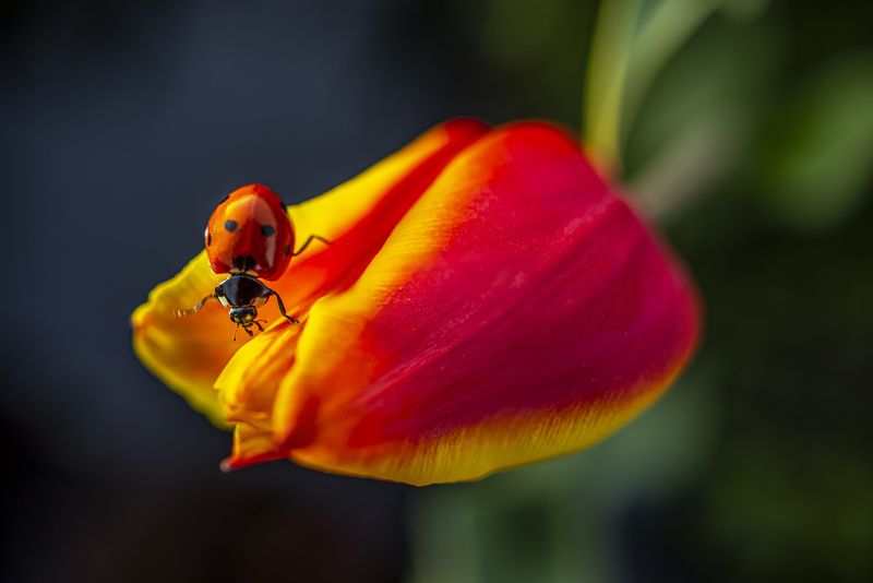 цветы Осмотр тюльпанов фото превью