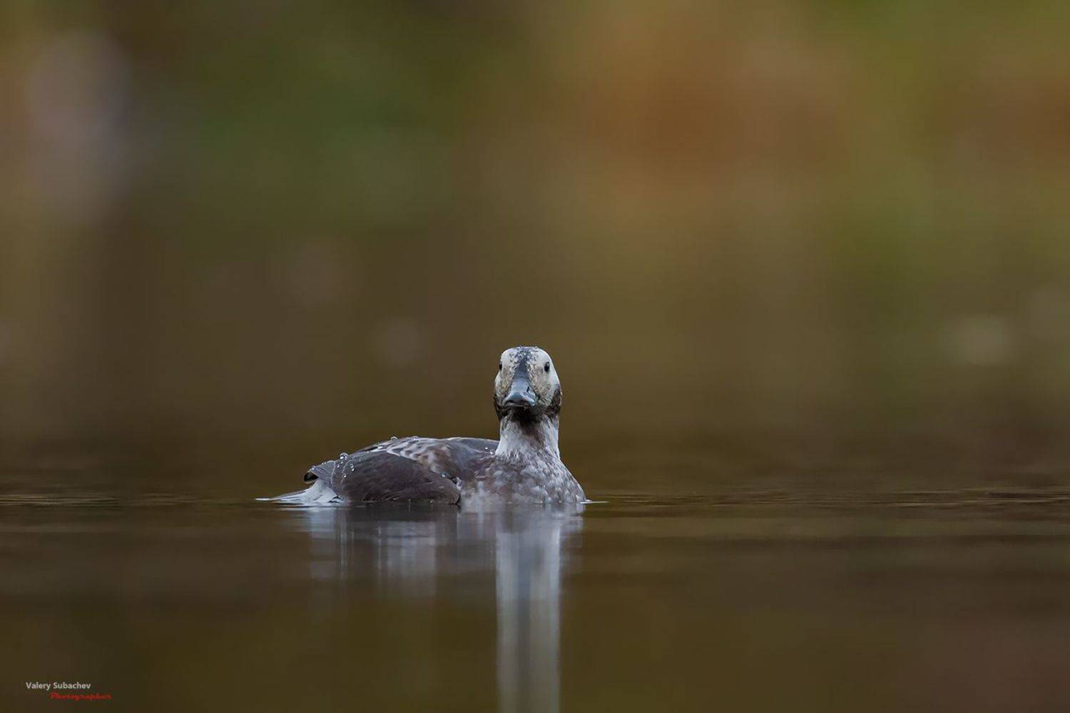 , Валерий Субачев