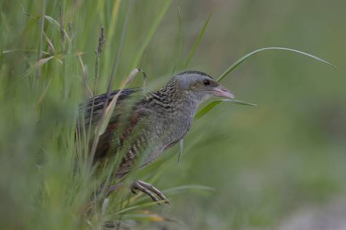 Griežlė (Crex crex) Corncrake