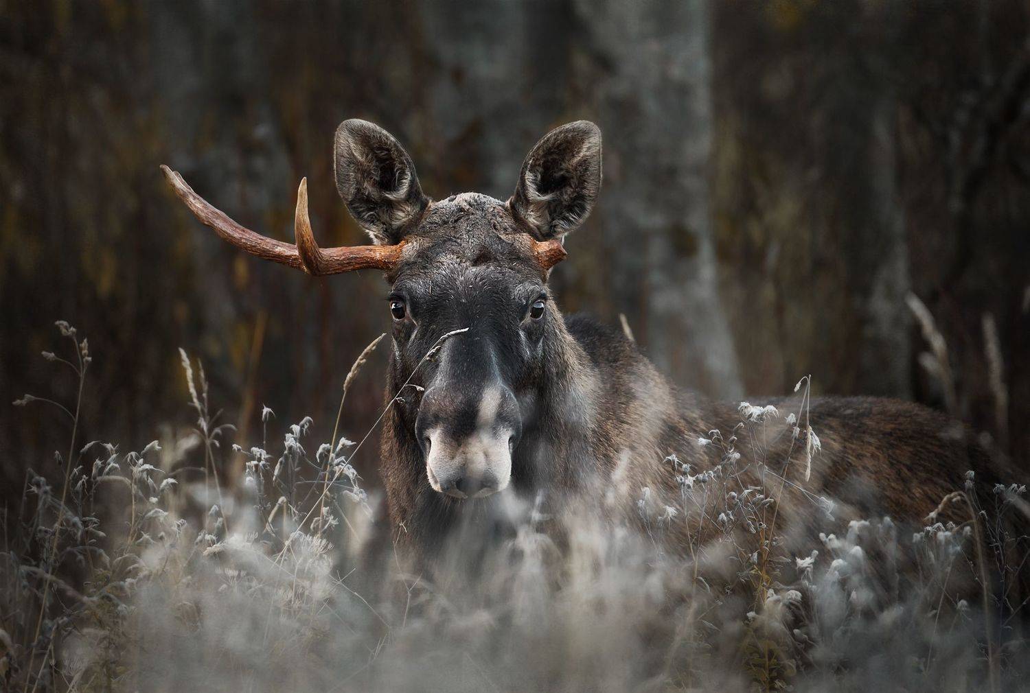 лоси, удмуртия, заморозок, иней, тишина, пейзаж, Vyacheslav Lozhkin