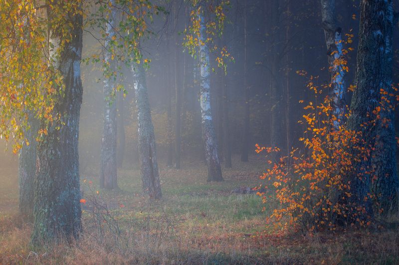 ******** фото превью