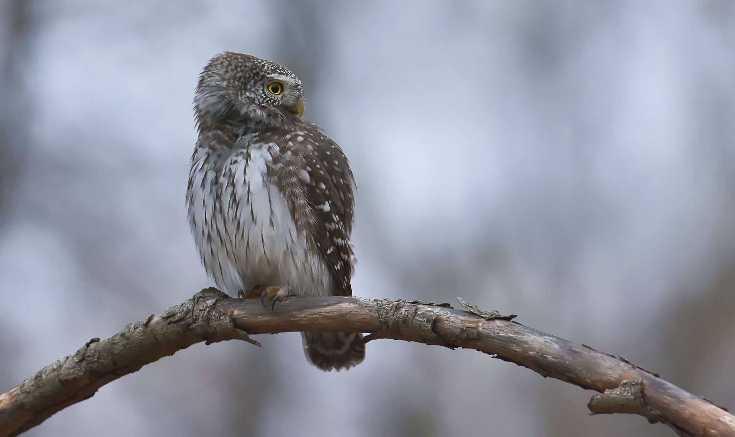 , Макеев Алексей
