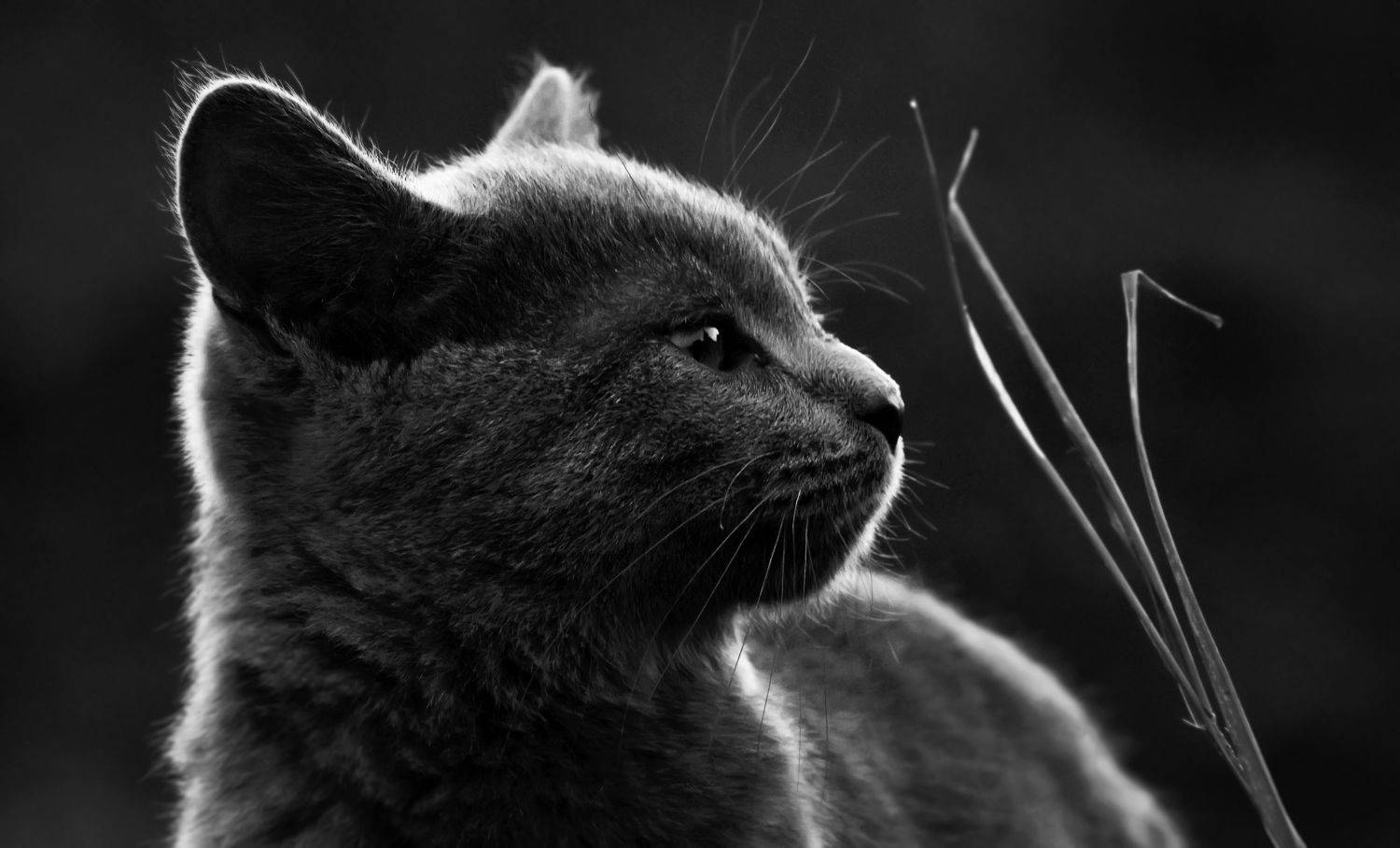 , Макеев Алексей