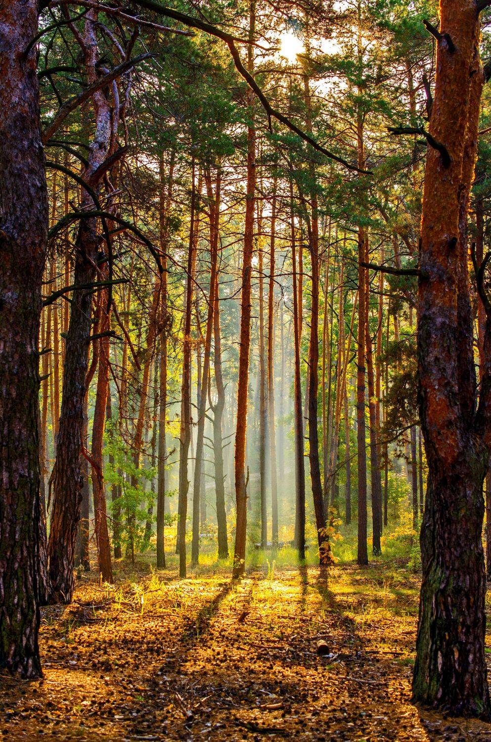 пейзаж, дымка, природа, лес, деревья, туман, сосны, хвоя, Евгений Каримов