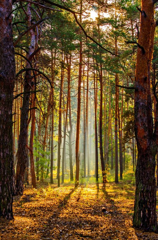 пейзаж, дымка, природа, лес, деревья, туман, сосны, хвоя Осеннее утро фото превью