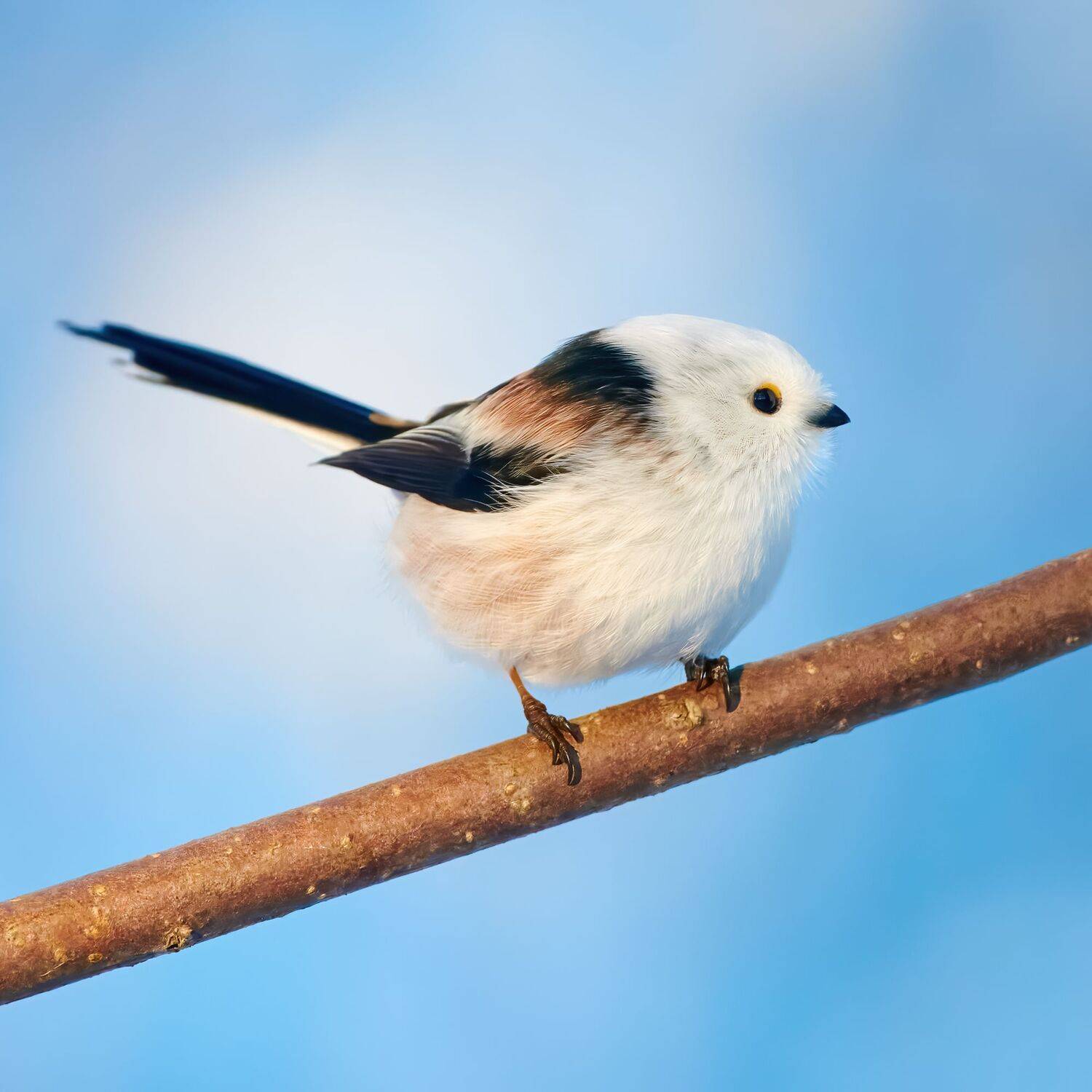 #bird #wildlife #nature #birdphotography, Александр Семенов