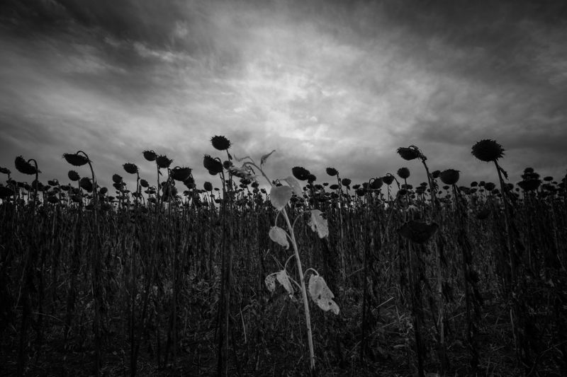 resistant фото превью