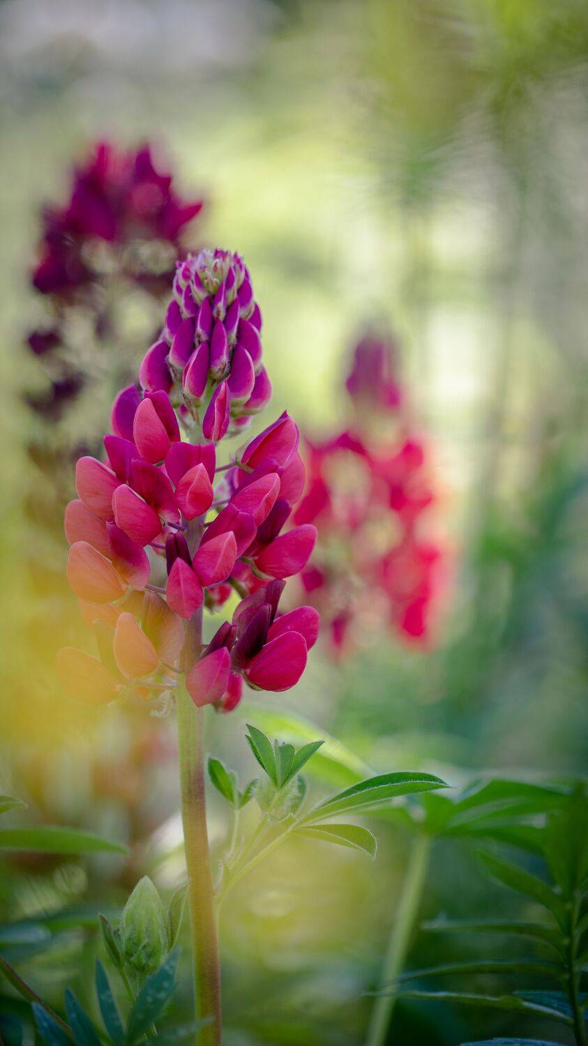 , Бравичева Анастасия