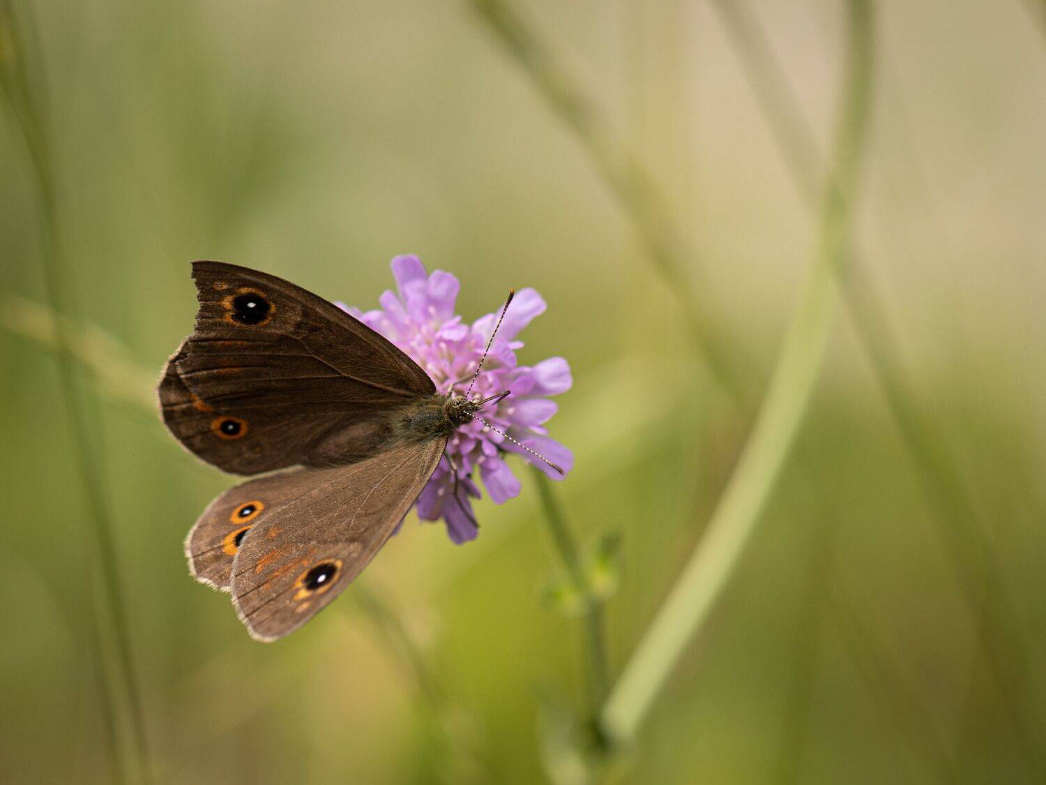, Бравичева Анастасия