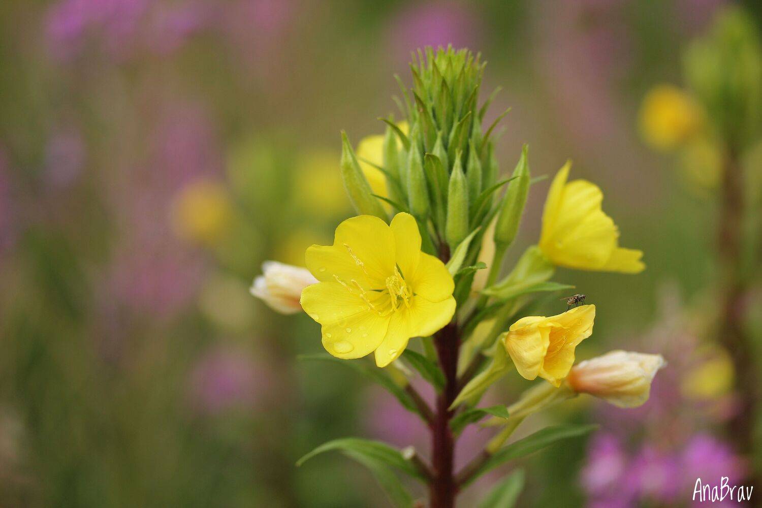 , Бравичева Анастасия