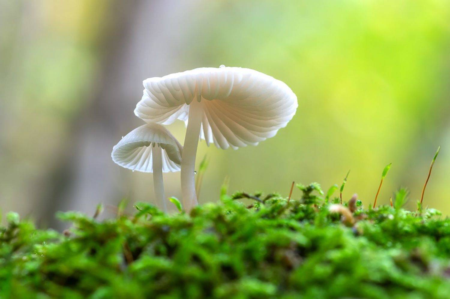 , Александр Земляной