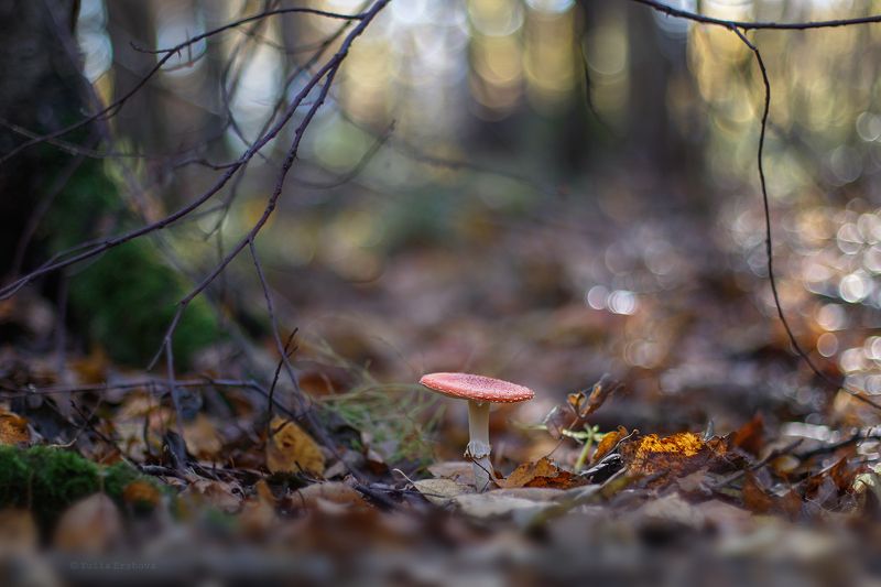 мухомор, гриб Мухомор фото превью