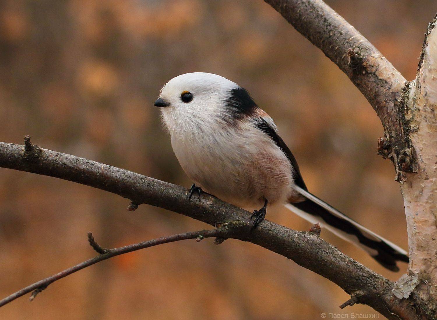 длиннохвостая синица, Блашкин Павел