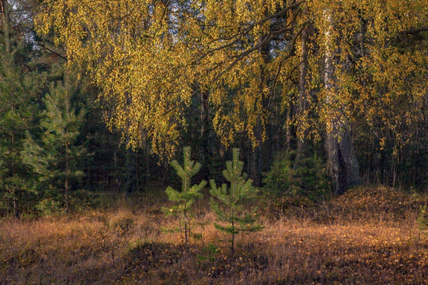 осень береза сосенки серково октябрь, Дмитрий Алексеев
