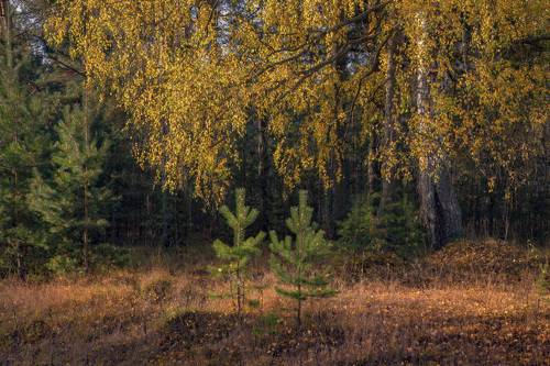 Осенние смотрины