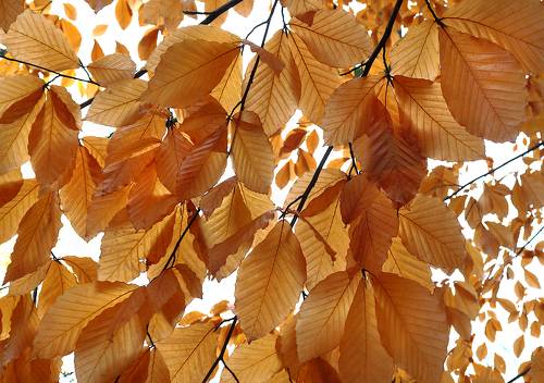 Fagus orientalis