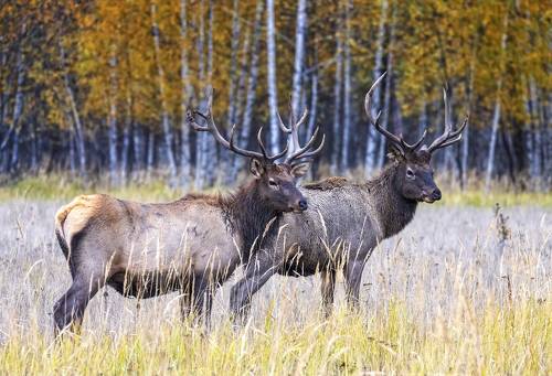 Благородные олени-маралы.