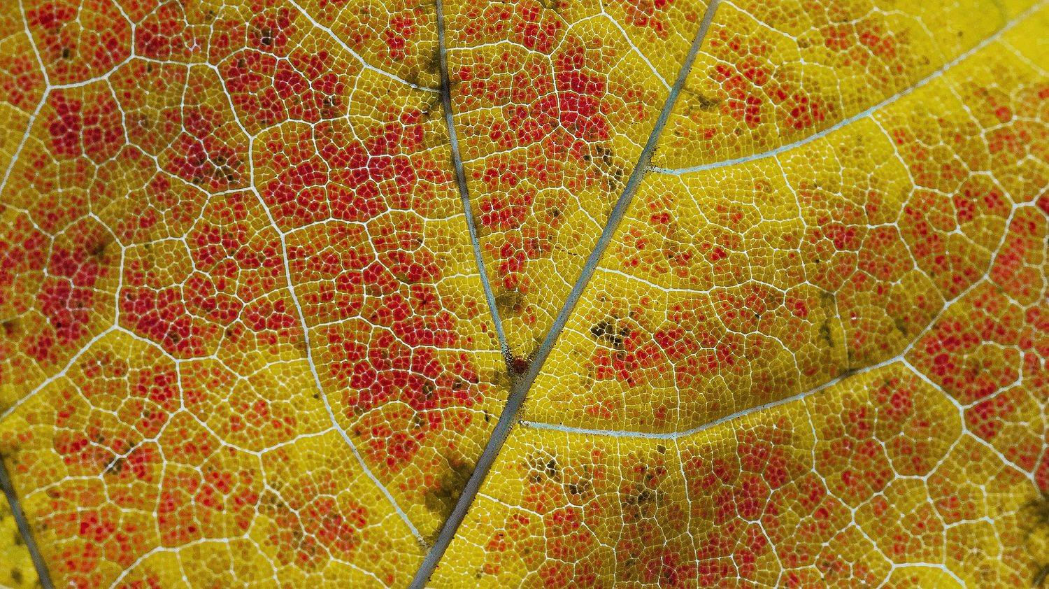 осень, макро, текстуры, macro, texture, autumn, Мария Обидина