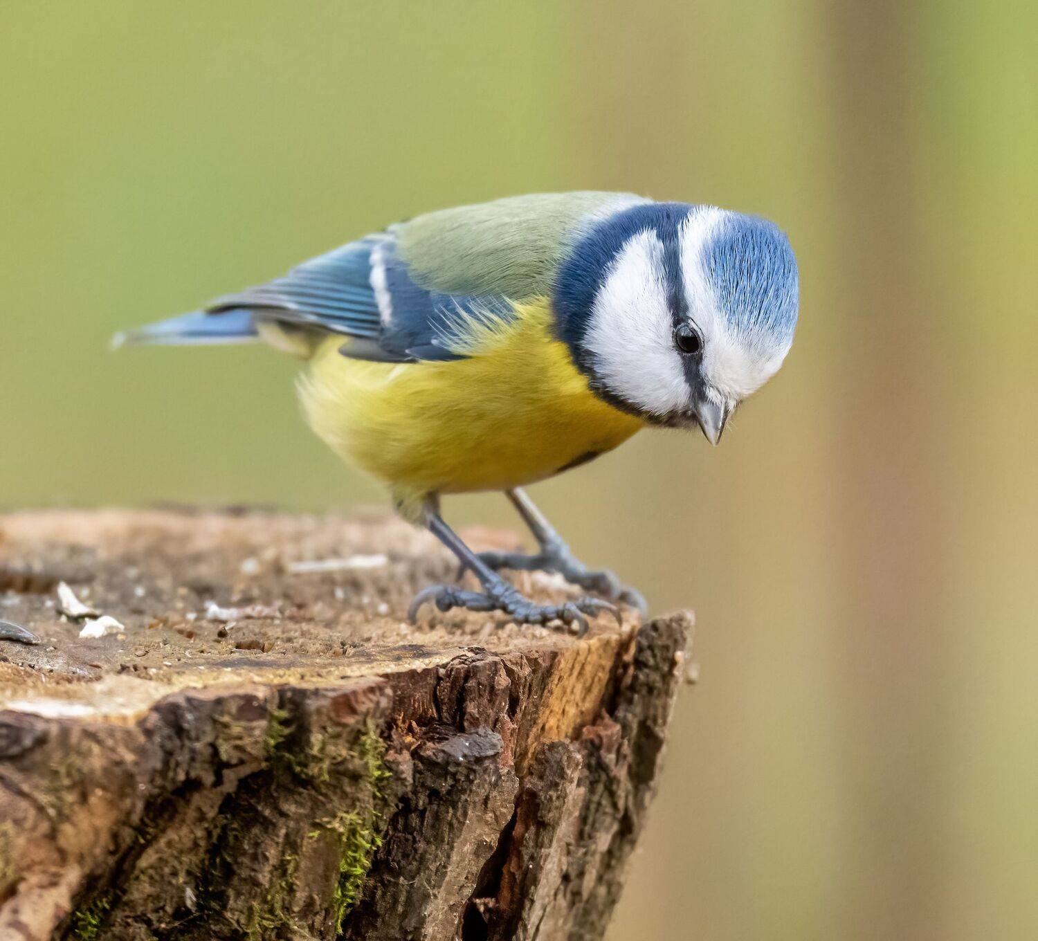 , Дэм Константин