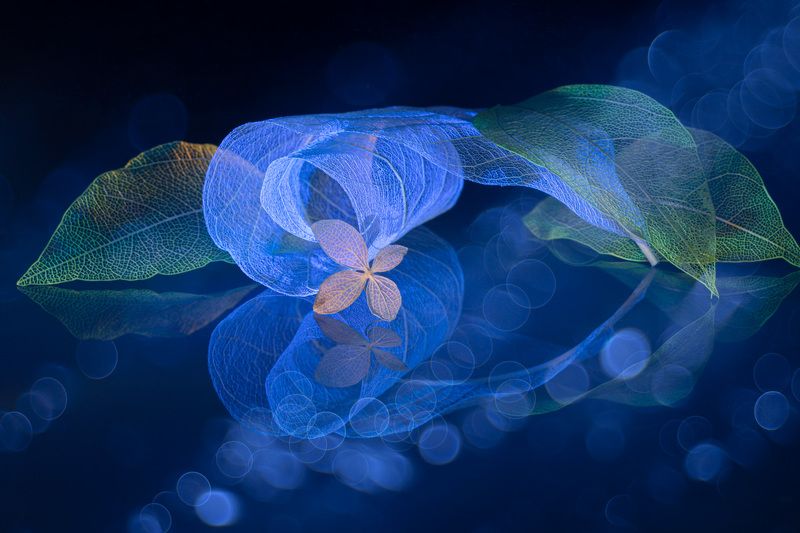 stll life, close-up Spreads  wings фото превью